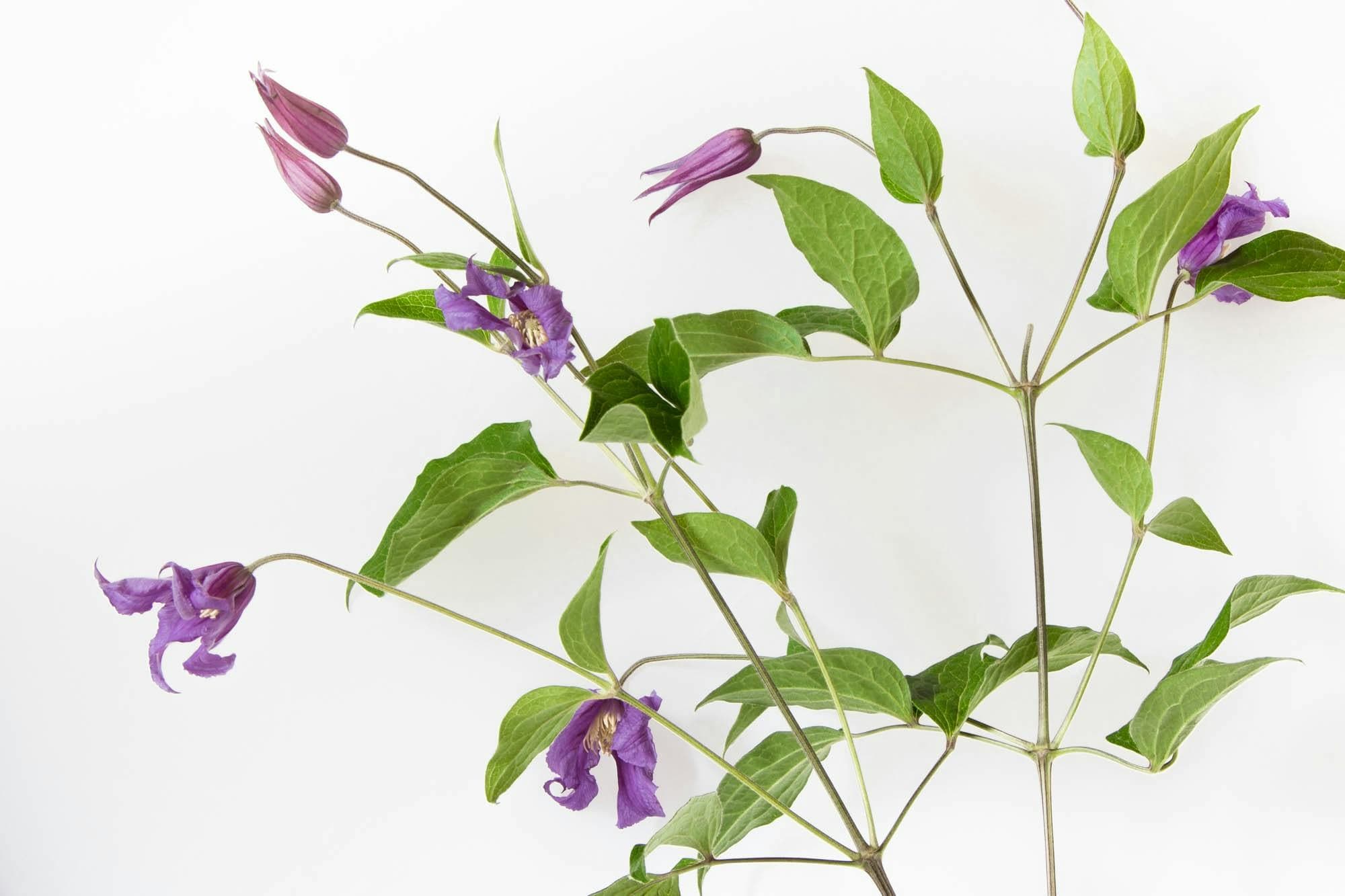 Digital Citizenship: Raising Responsible Tech Users